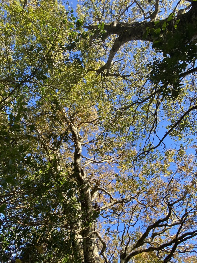 114.11.16 北得拉曼追黃金山毛櫸_2937872