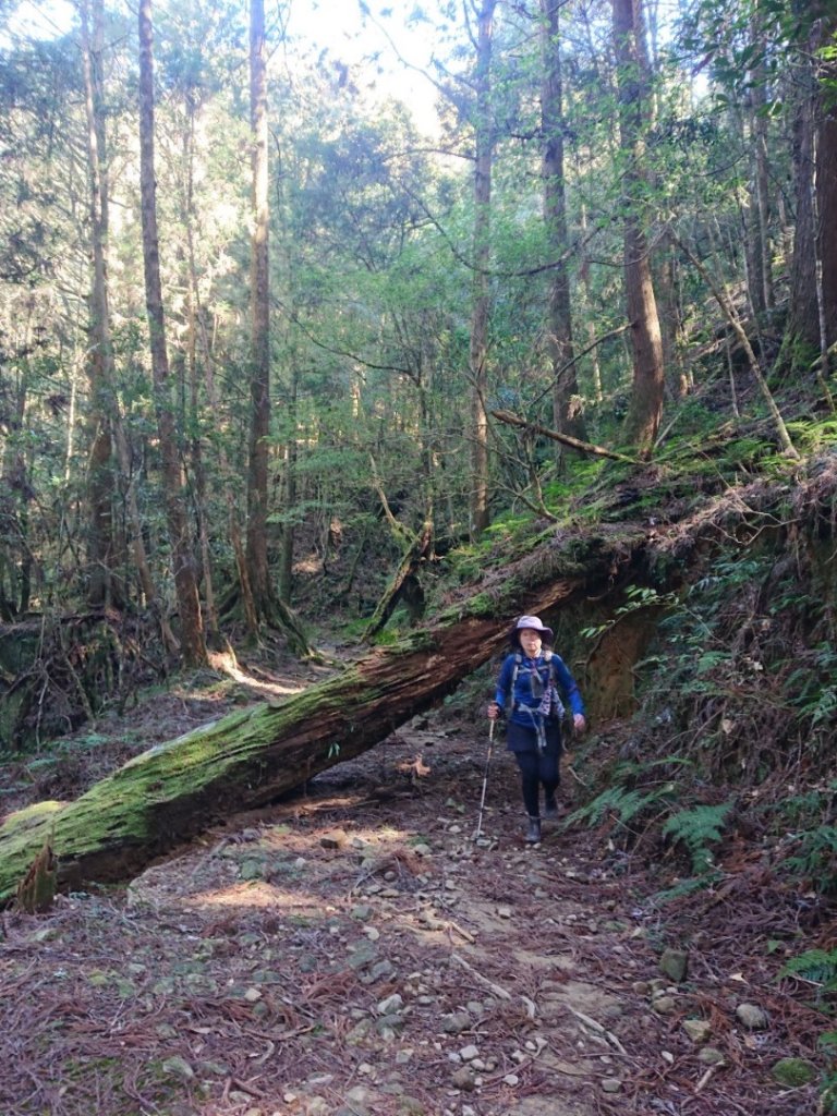 水漾森林、鹿屈山O走_2461722