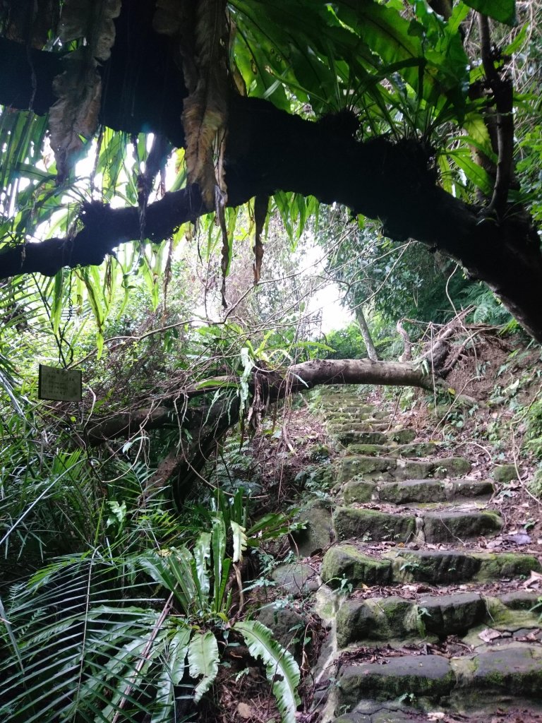 新店獅頭山(小獅山)_560940