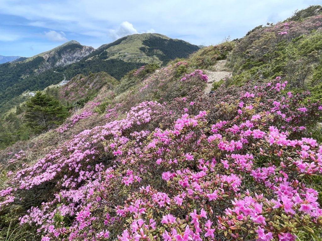 1150524合歡北峰杜鵑花封面圖