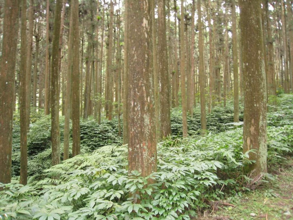 小百岳NO.48 彰化橫山。八卦山  猴探井 溪州公園，溪頭，杉林溪，大崙山銀杏茶園 中寮龍鳳瀑布_2267984