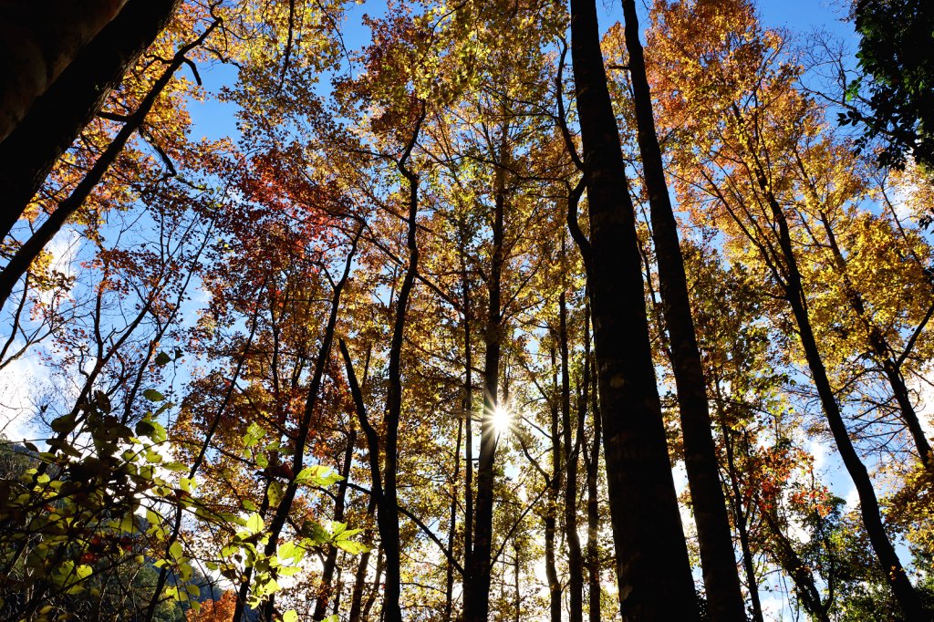 【戀戀楓紅】霞喀羅賞楓行封面圖