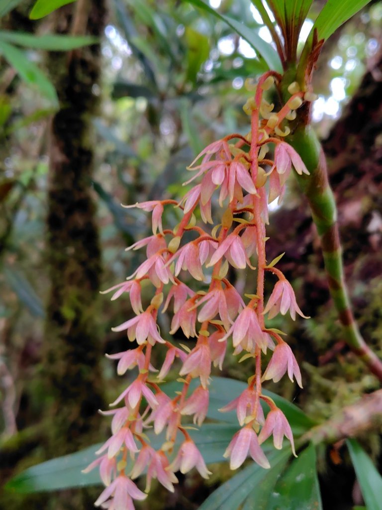 姑子崙山封面圖