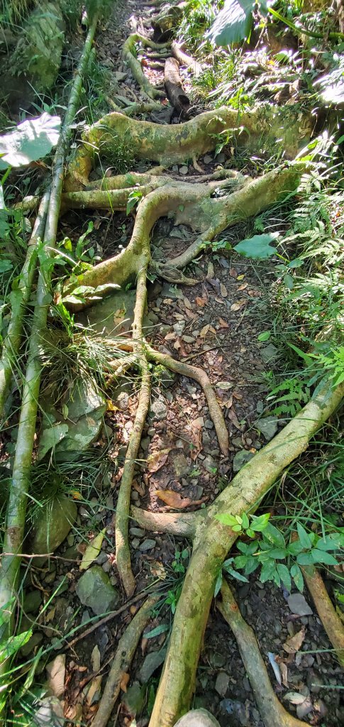 2023-01-26女仍山步道_2010988