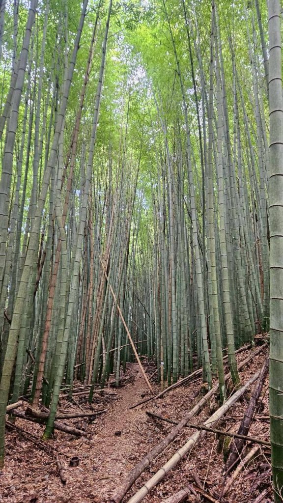 20260103民都有山北峰-主峰-西峰_2977638