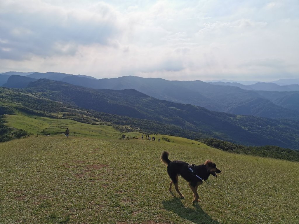 桃源谷步道(大溪、草嶺線)-滿谷牛與白鷺_1033975