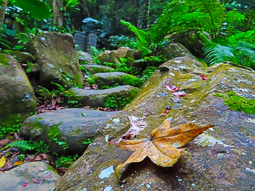 台灣阿凡達奇幻森林國度：大板根森林步道_551276