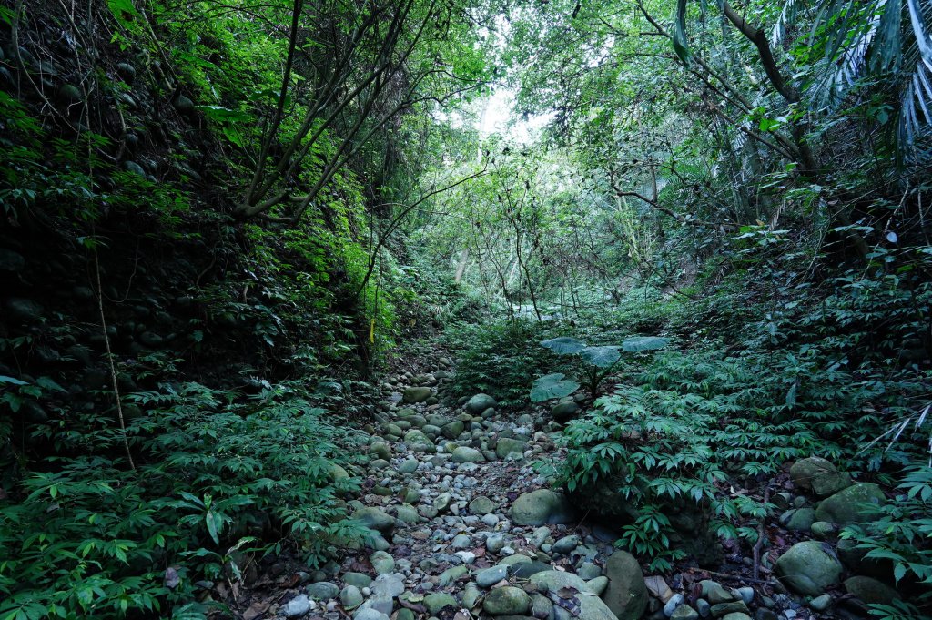 臺中 霧峰 奧山、砲台山_2715354
