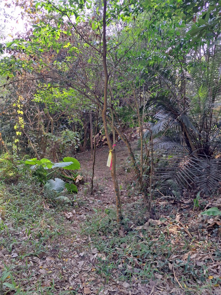 竹山八通關古道社寮段+陳東坑山+溪洲大山ｄ型走20230219_2037473