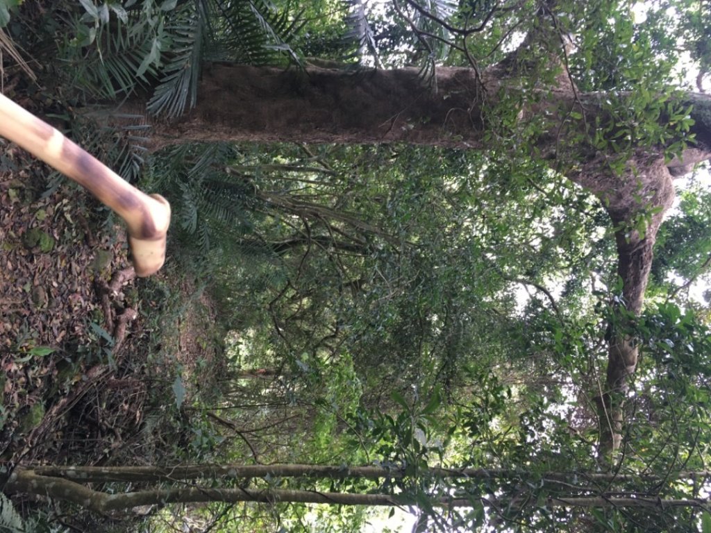 赤柯山、東獅頭山_2748580