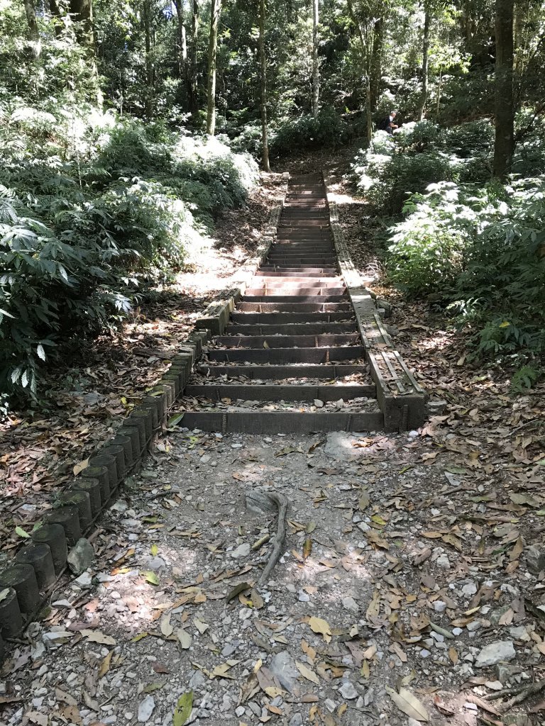 110年5月16日高雄   藤枝國家森林遊樂區_1456893