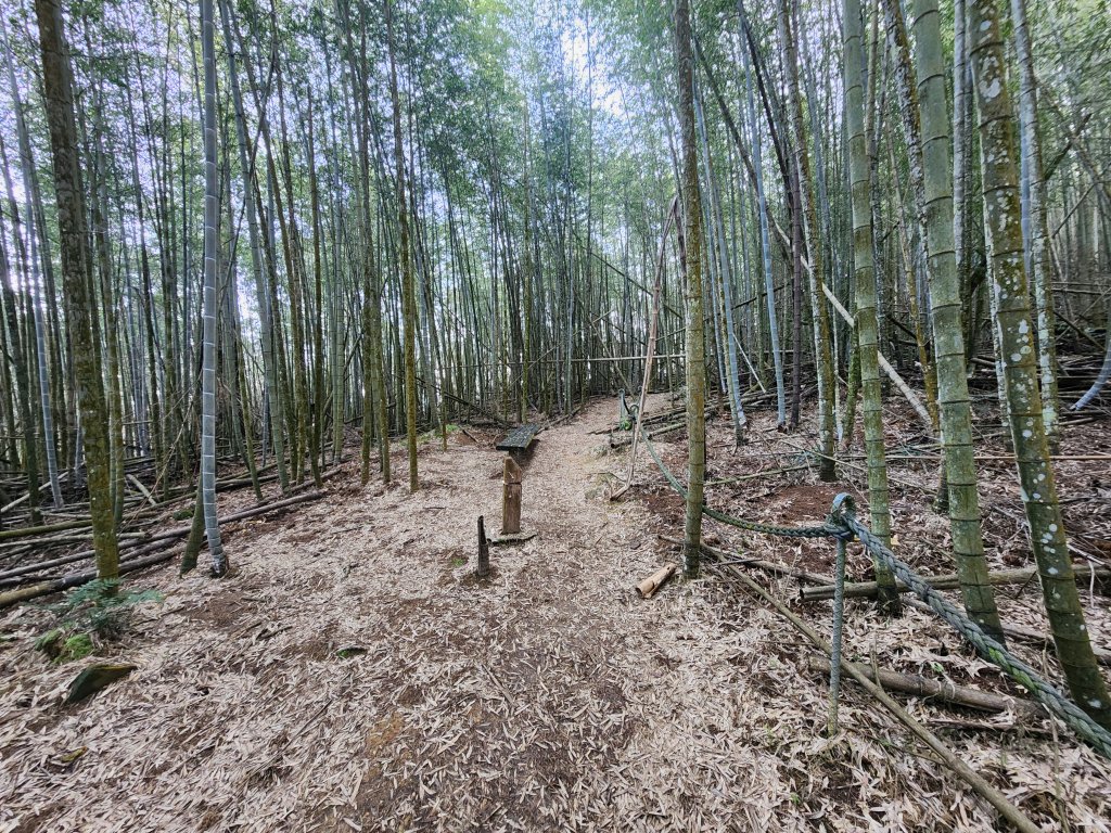 20250216水社大山潭南線_2746113