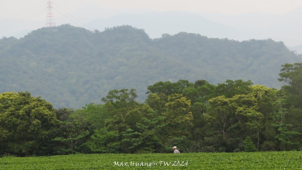 《苗栗》茶園古道｜三義登三義山慈濟山（三通嶺啟登）20240405_2472211
