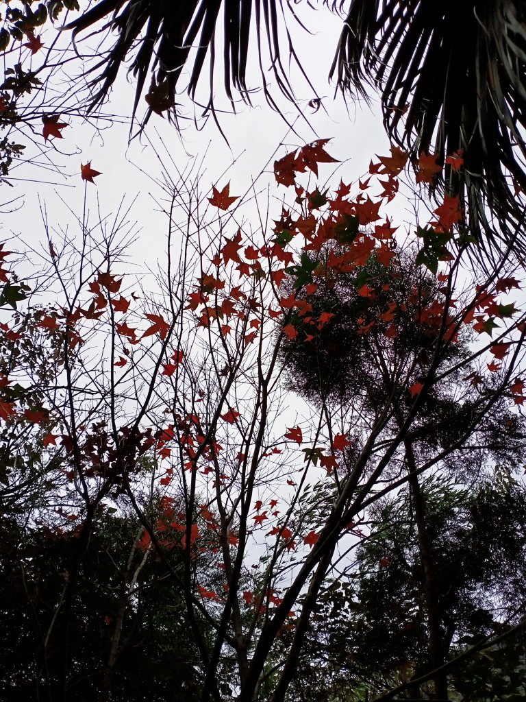 《輕鬆漫遊四獸山市民森林》象、獅、豹、虎_1222671