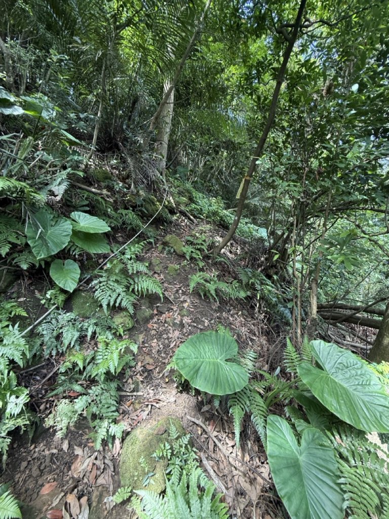 2025/06/26 鳶山 鳶山彩壁 鳶尾山_3038628