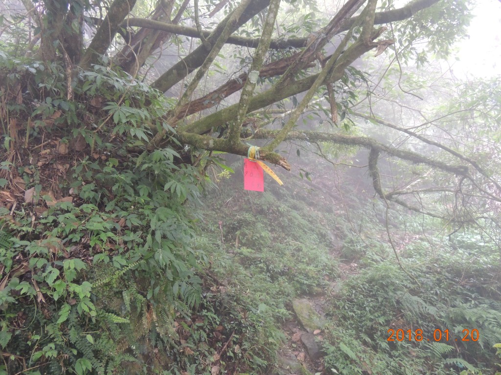 隆田產業道路登鳳凰山_253572