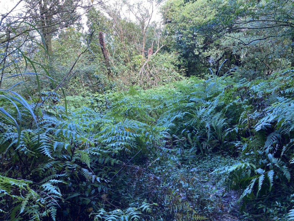 2023/12/14 碇內尖山 龍門山 五分山 淡蘭古道中路_2399805