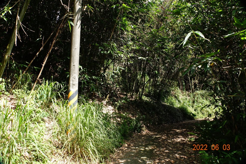 嘉義 梅山 樟詩苓山_1729904