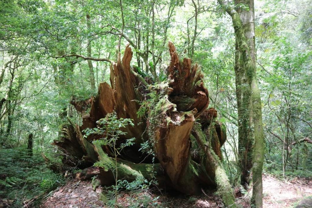 〔桃園復興〕拉拉山巨木，史詩級魔幻森林，75公頃紅檜 扁柏森林浴_2237270
