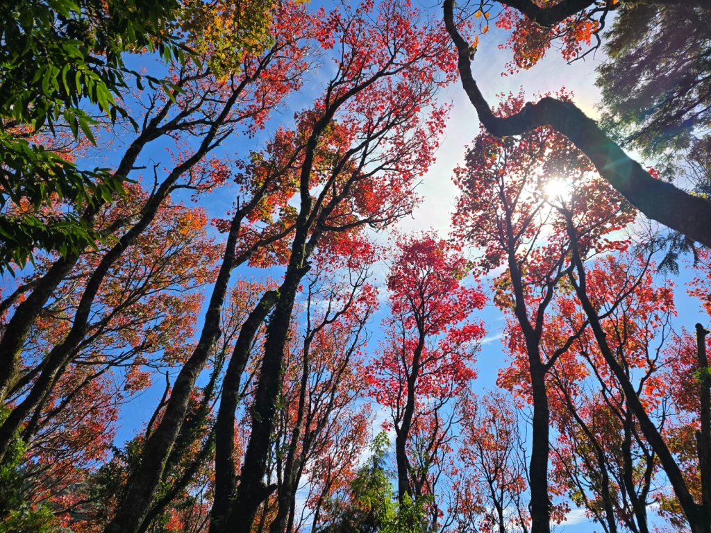 鳶嘴稍來山之楓紅／雲海_2974028
