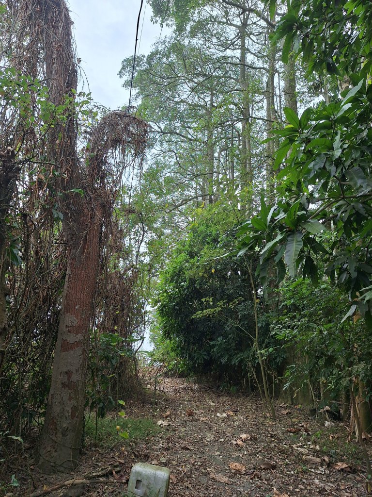 烏山嶺水利古道+鳥子嶺O型_2967512