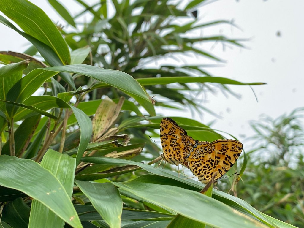 小觀音山大Ｏ_1002714