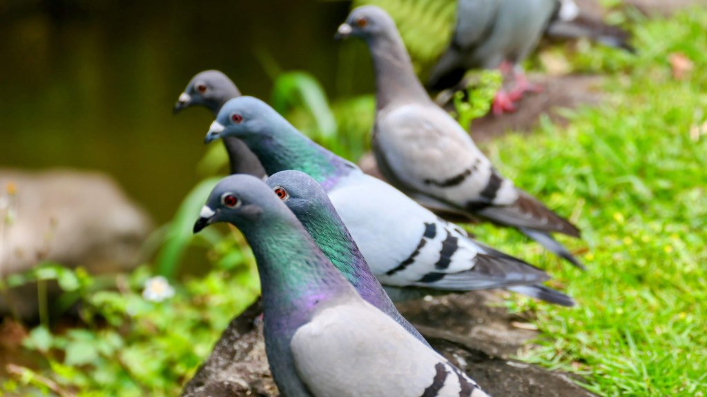 白石湖沒有百合花。晶片關稅_2781565