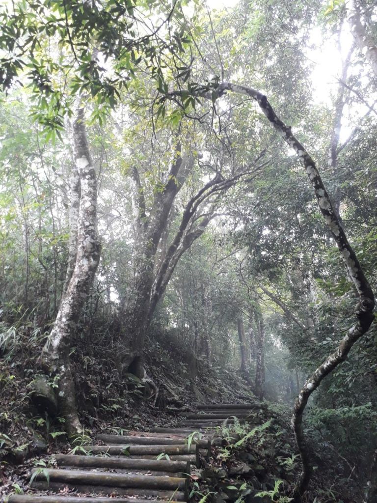 苗栗馬那邦山（珠湖線）20180630_359833