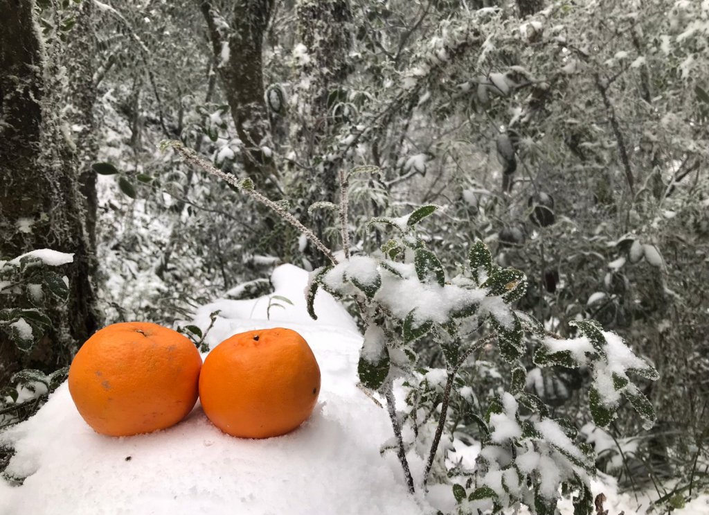 “那一夜，祂白了頭” @卡保山_1233804