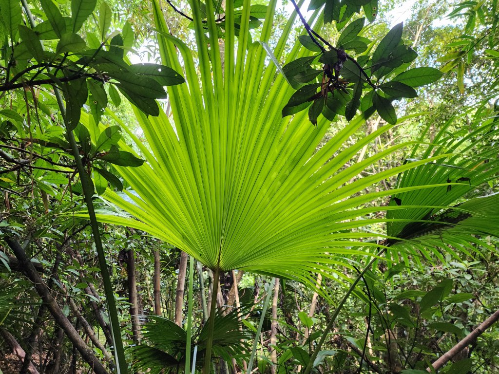 蓮華山古道群_2395227