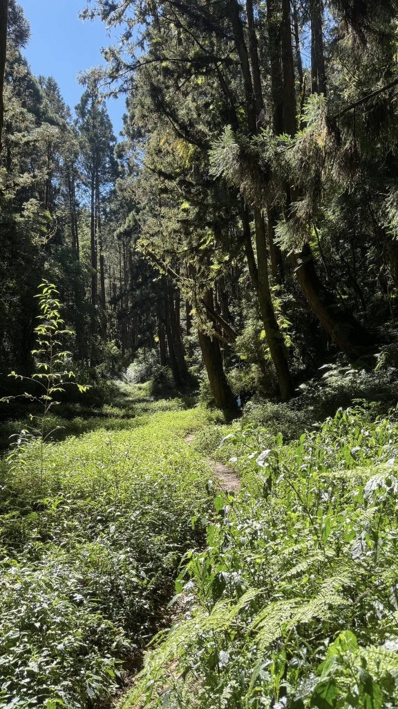 20251005小百岳金柑樹山封面圖