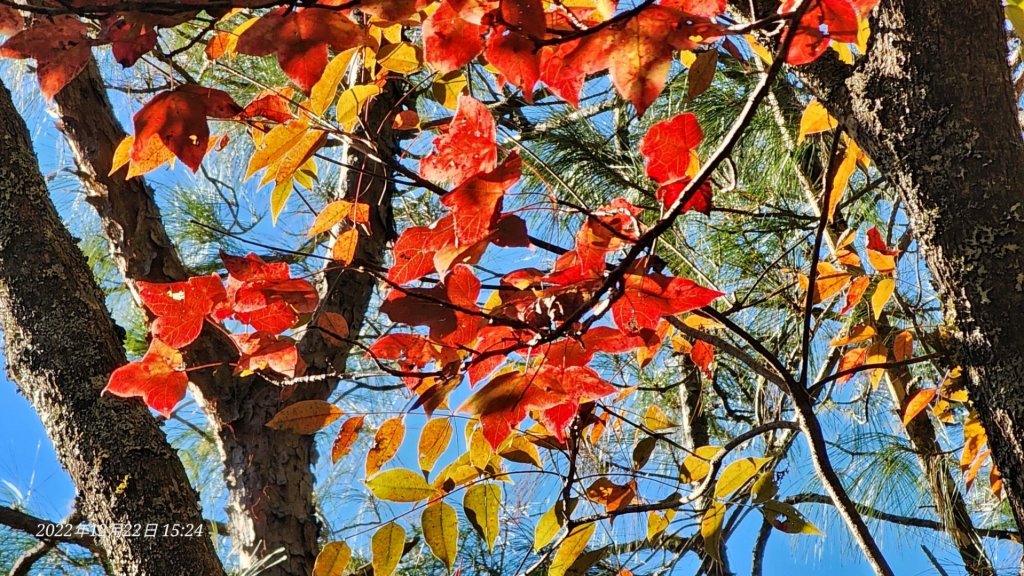 2022霞喀羅古道精華段/養老-白石吊橋賞🍁楓趣_1970427