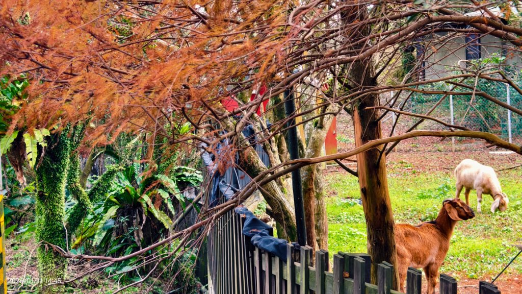 #花卉試驗中心 #永公路500巷 #平菁街42巷 #原住民公園 #士林官邸 1/4_2980375