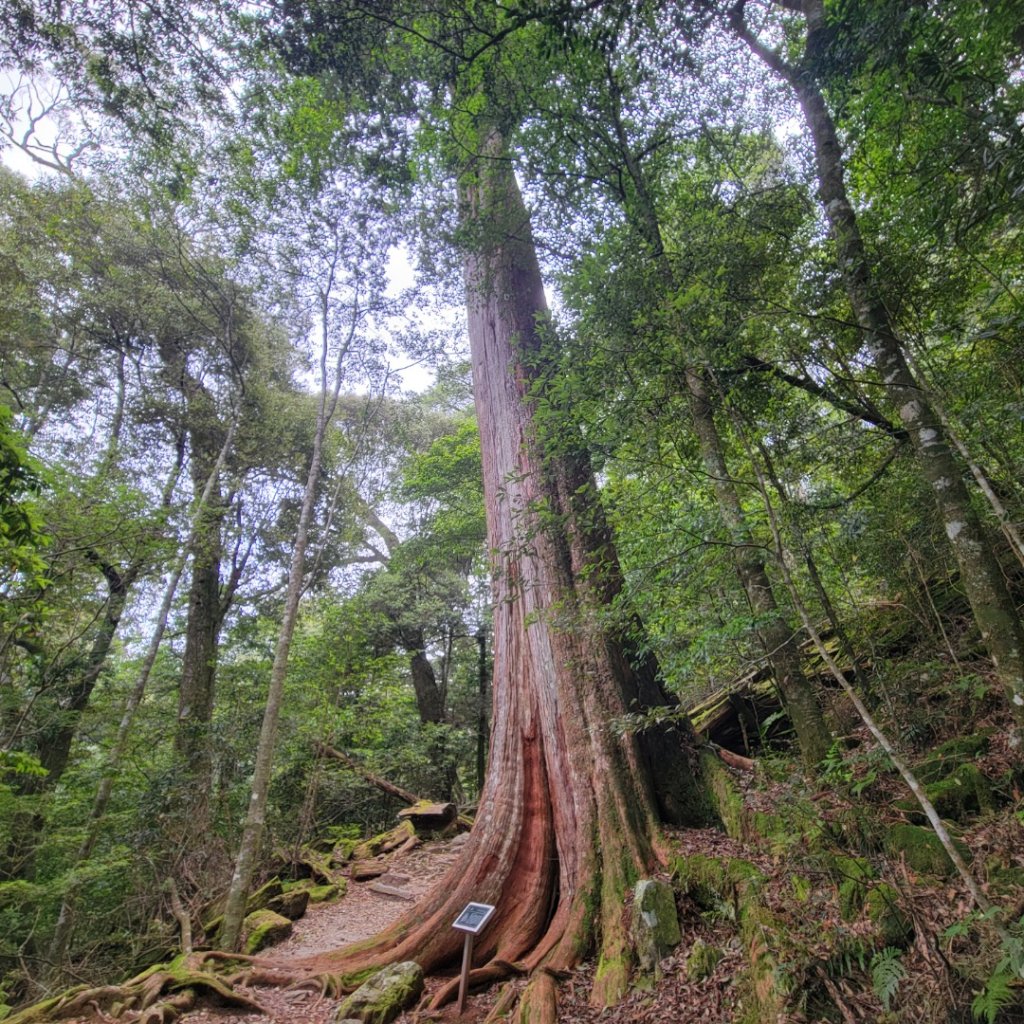 大雪山森林遊樂區森林浴步道_2543591