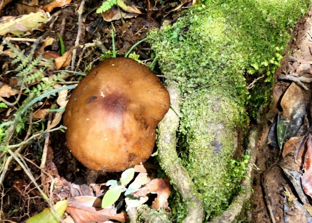 【中級山】與山毛櫸的邂逅，逐鹿山_2742641