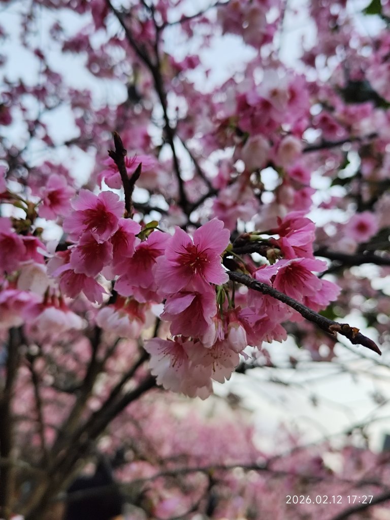【新春賞櫻樂】平菁街42巷、宜蘭頭城火車站、二二八和平公園、東湖樂活公園_3007723