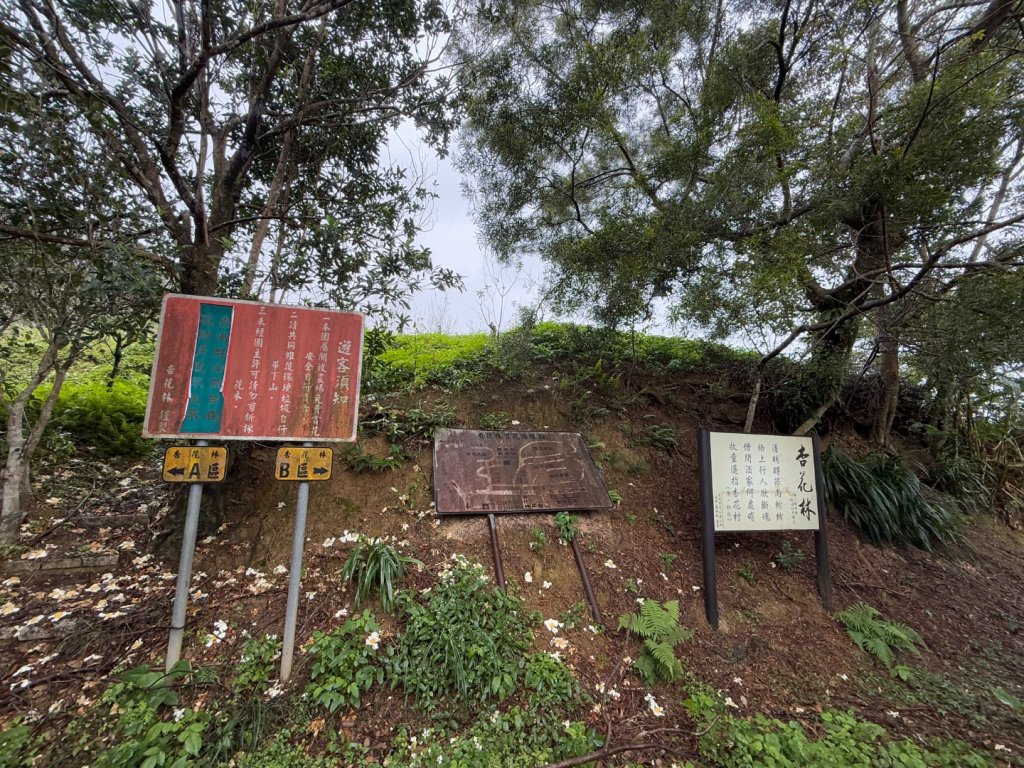 2025元旦 新店獅頭山（小獅山）順遊 高麗坑山，員潭子坑山，待荖坑山，樟湖山，樟山 出政大_2680984
