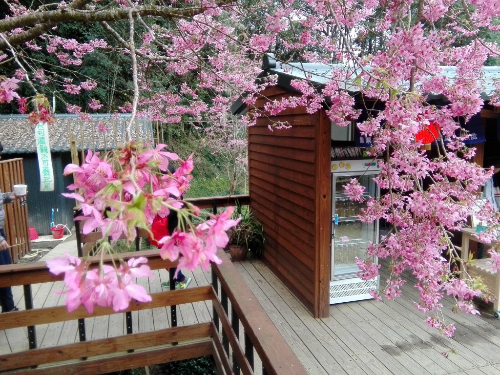 如夢似幻虛無飄渺 ~ 忘憂森林_468183