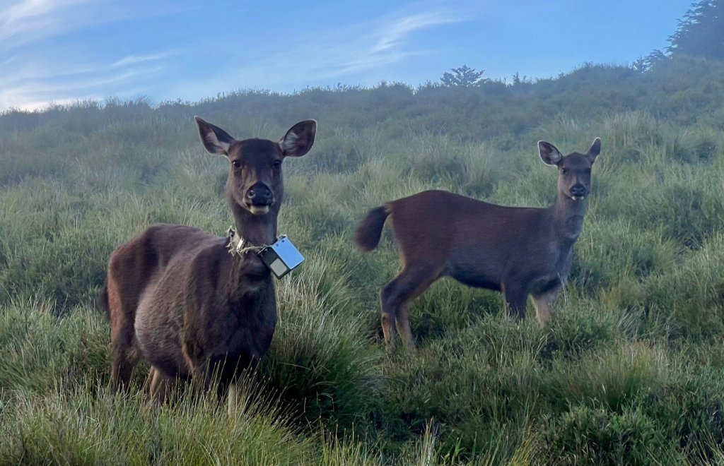磐石山的水鹿_1777229