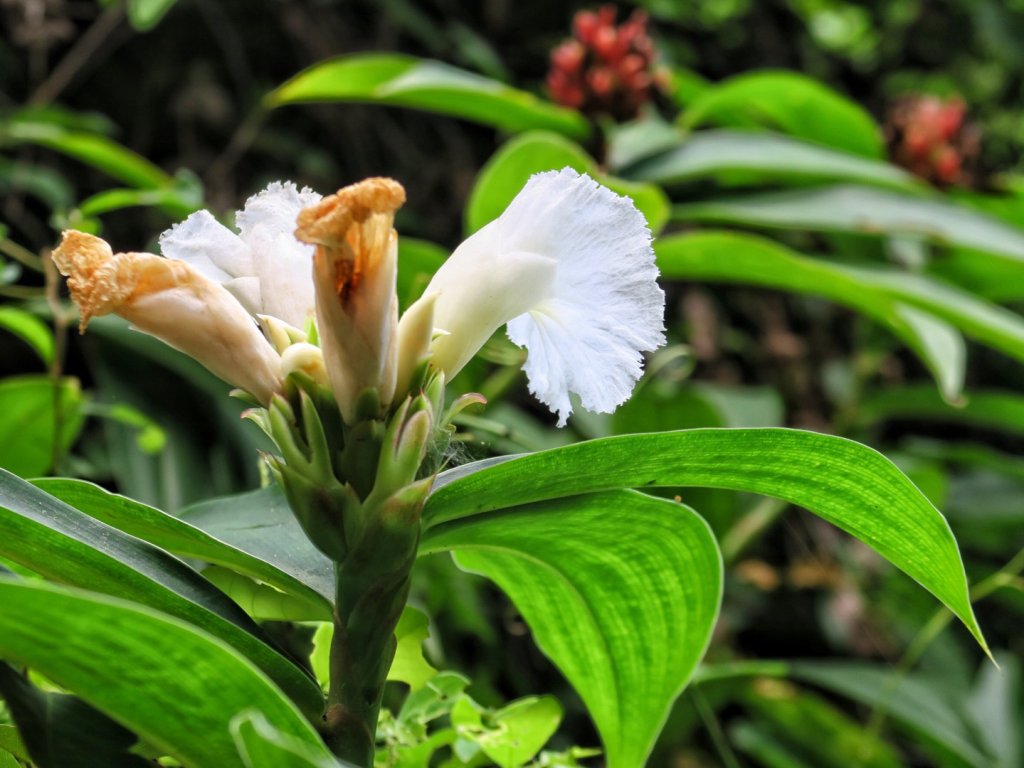 老七佳 時光漫漫百年石板屋聚落群_1486044