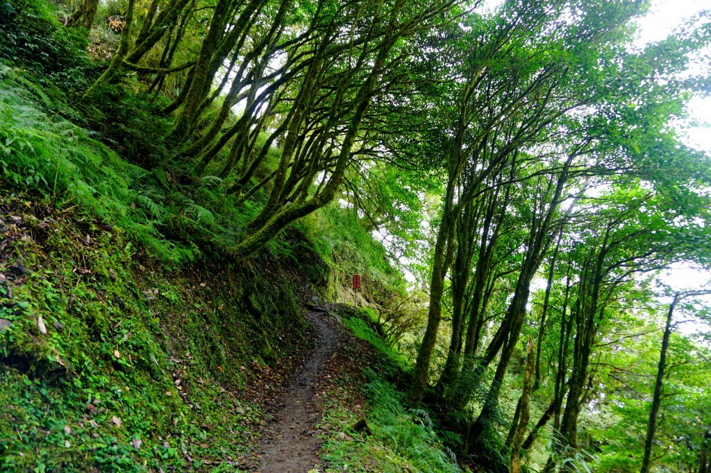 檜山巨木森林步道_481482