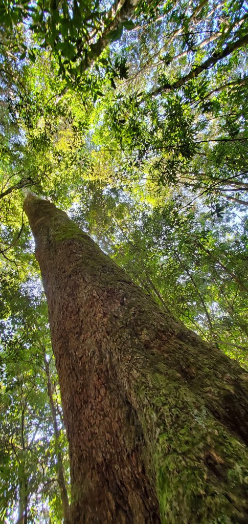 谷關七雄_屋東縱走_1921308