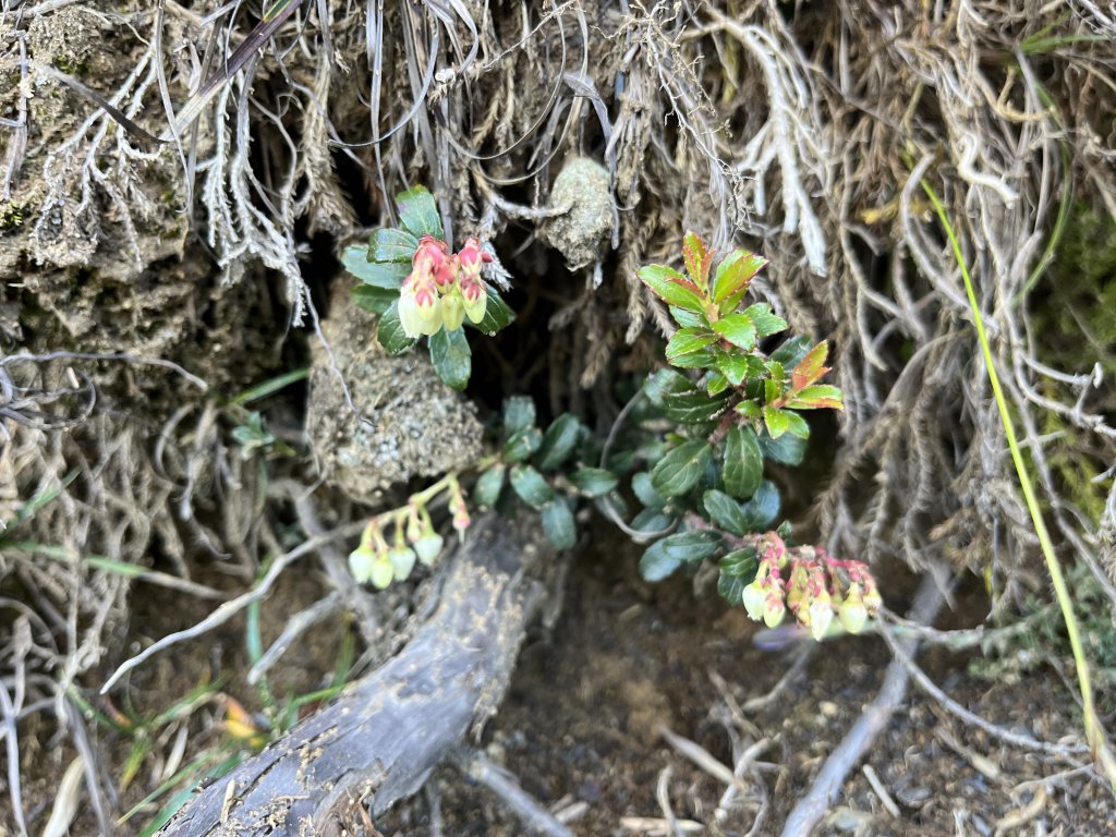 【山の紀事】高山植物花卉_2224640