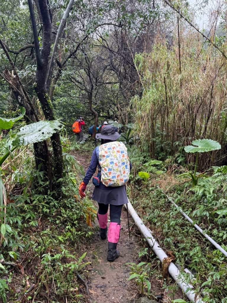 陽明山生態保護區/萬里 鹿堀坪古道-鹿堀坪山--富士坪山-富士坪古道-大尖聚落遺址O_2680663