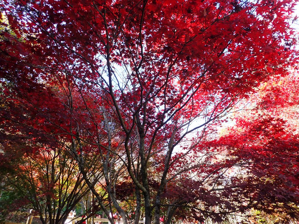 福壽山農場楓紅了封面圖