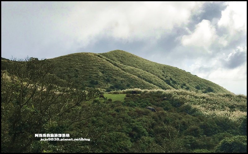 陽明山冷擎步道｜擎天崗賞芒花看牛隻漫步_1183600