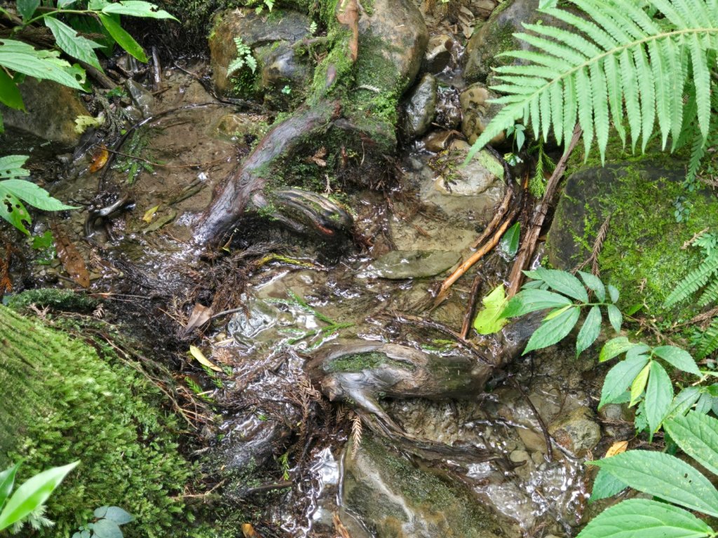 馬武督探索森林、外鳥嘴山_2860610