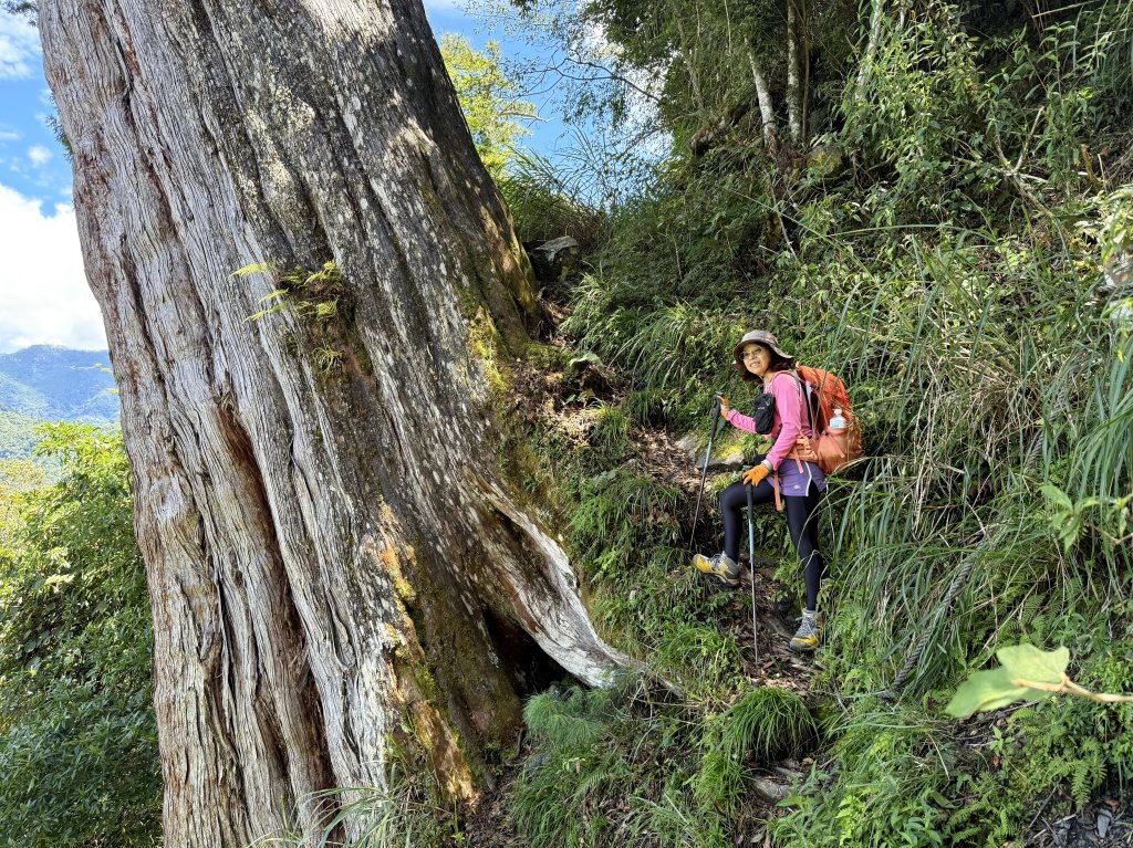 鳶嘴山+稍來神木 20250830封面圖