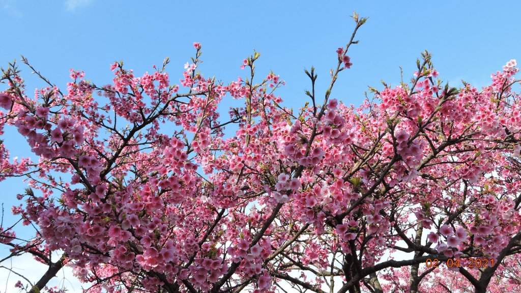 花花世界_1258567