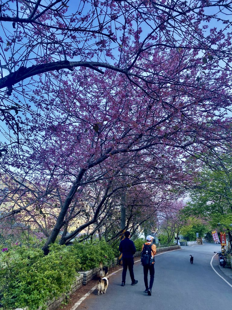 草坪頭賞櫻順走獵人古道登望美山    2022/2/27_1623712